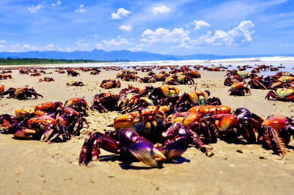 Praia de Itaguaré (Foto: Reprodução)